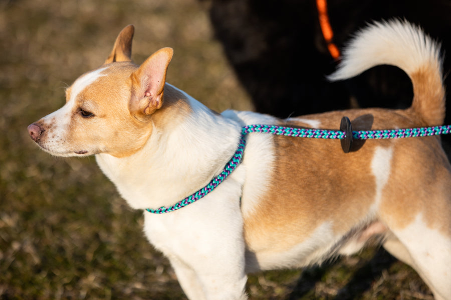 Vaporwave (Purple/Turquoise) Harness Lead