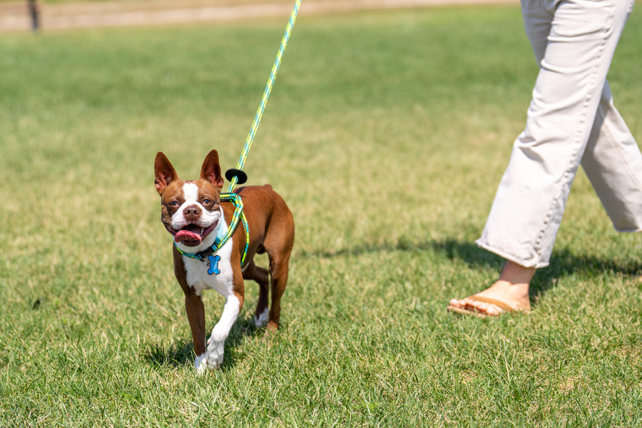 Rainforest (Olive/Lime/Turq) Harness Lead