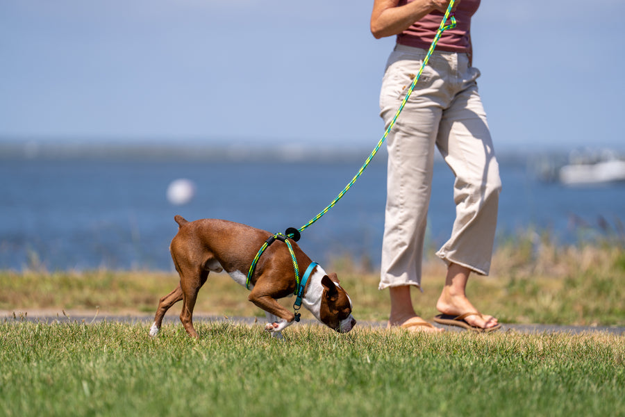 Rainforest (Olive/Lime/Turq) Harness Lead