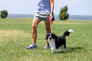 Pink Harness Lead