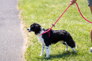 Pink Harness Lead