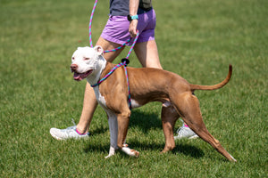 Reef (Purple/Rasp/Turq) Harness Lead