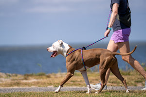 Reef (Purple/Rasp/Turq) Harness Lead