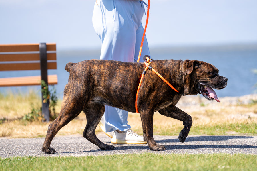 ResQ (Orange Reflective) Harness Lead