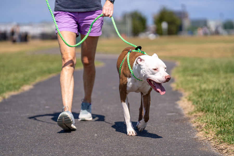 Peacock (Blue/Lime) Harness Lead