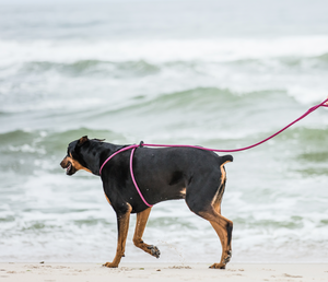 Retro (Pink/Purple) Harness Lead