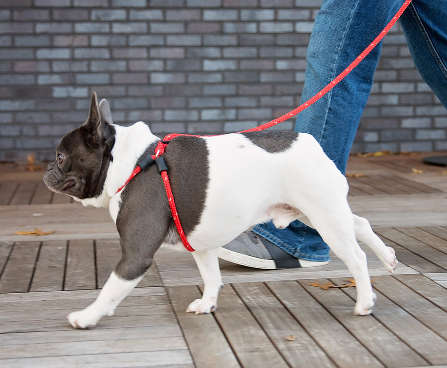 Red Reflective Harness Lead